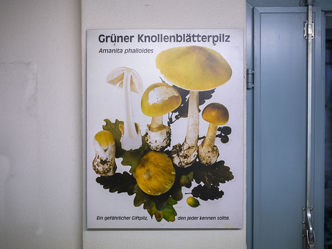 Cueillette de champignons: contrôles impératifs faute d'antidote