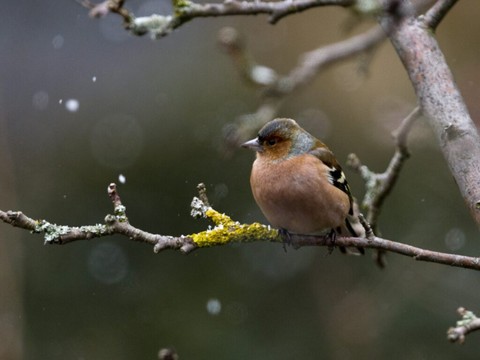 Plus de 93'000 oiseaux recensés à l'EuroBirdwatch en Suisse