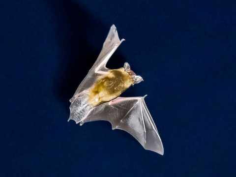 Virus de la rage chez une chauve-souris du canton de Glaris