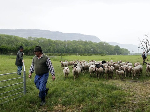 La maladie de la langue bleue se propage en Suisse
