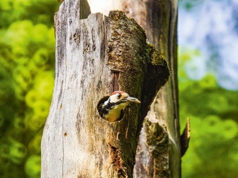 Le pic à dos blanc se révèle bon protecteur des coléoptères
