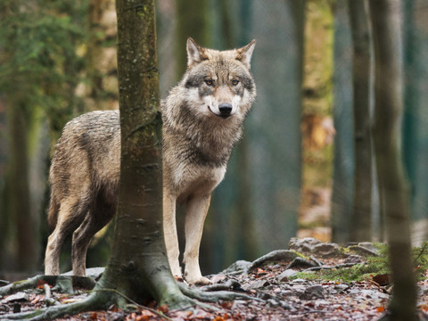 Une commission veut rétrograder le loup