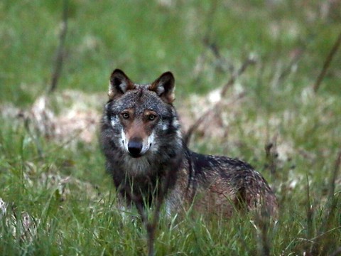 La Suisse épinglée pour sa régulation du loup