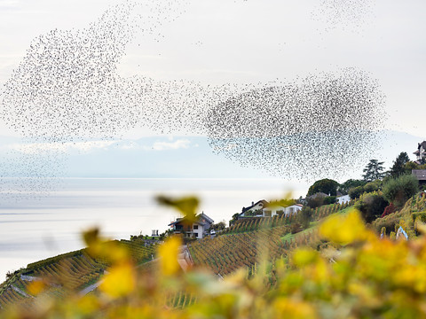 Lavaux: les nuées d'étourneaux à l'heure pour les vendanges