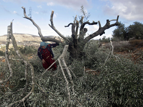 Cisjordanie: Palestinienne tuée par balles en récoltant des olives