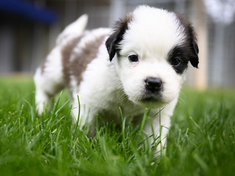 Une mécanique bien huilée façonne la truffe du chien