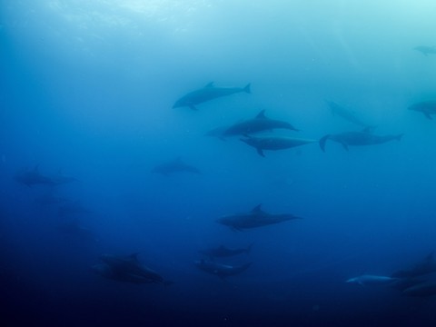 Golfe de Gascogne: captures mortelles de dauphins divisées par 4
