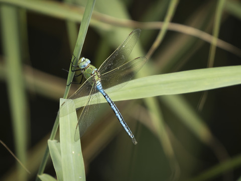 Biodiversité: critiques d'associations de protection de la nature