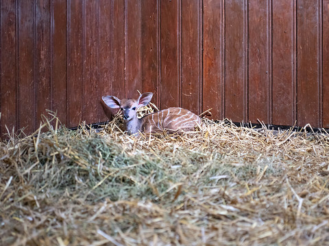 Un okapi et un koudou sont nés au zoo de Bâle