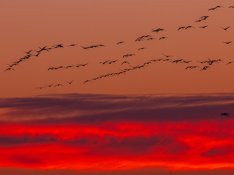 Des formations de grues cendrées traversent la Suisse