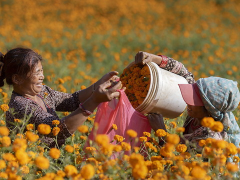 La production de fleurs explose dans un village népalais