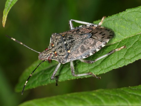 Les plantes exotiques favorisent la propagation d'insectes invasifs