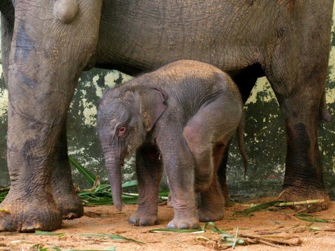 Indonésie: rare naissance d'un éléphant de Sumatra