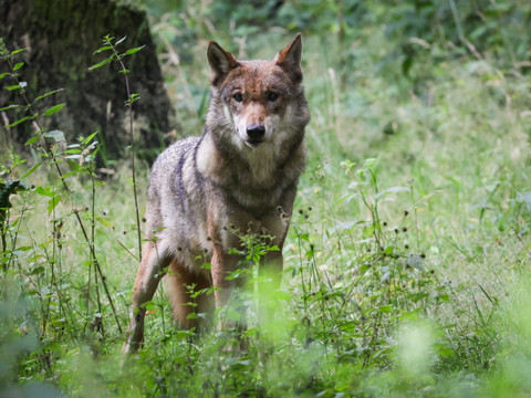 Moins d'attaques de loups mais plus d'autorisations de tirs
