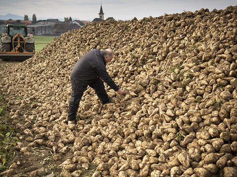 Récolte moyenne à bonne de betteraves sucrières
