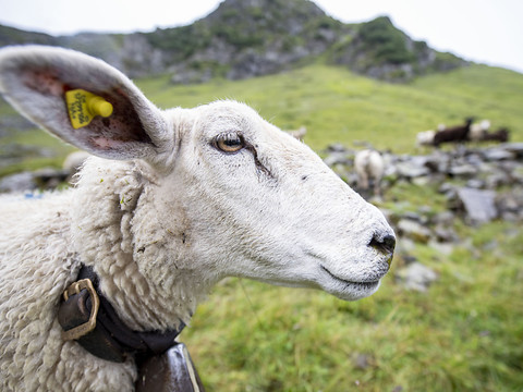Les moutons et les chèvres trient leur nourriture