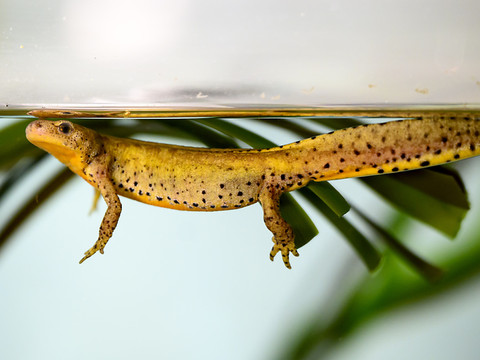 Sauvés par Aquatis, les tritons de Calabre remis dans la nature