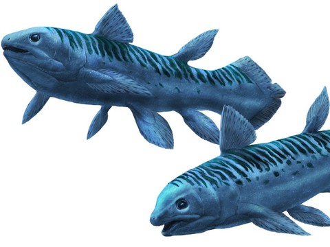 Découverte d’une nouvelle espèce éteinte de coelacanthe