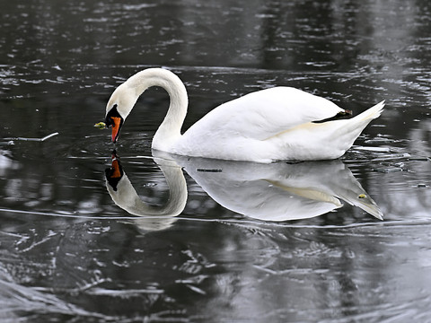 Un cygne atteint de grippe aviaire dans le canton d'Uri