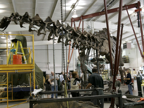 Squelette géant de dinosaure vendu 4,7 millions d'euros en France