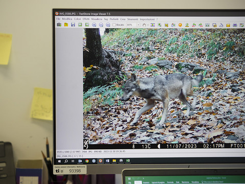Les cantons ont abattu au moins 39 loups jusqu'à présent