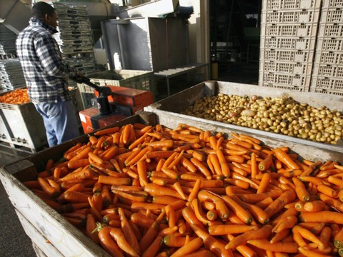 USA: nouvelle épidémie liée à la bactérie E.coli, via des carottes