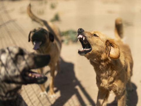 Chiens exploités dans des conditions 