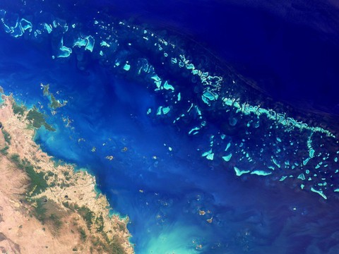 Australie: mortalité record du corail dans la Grande Barrière