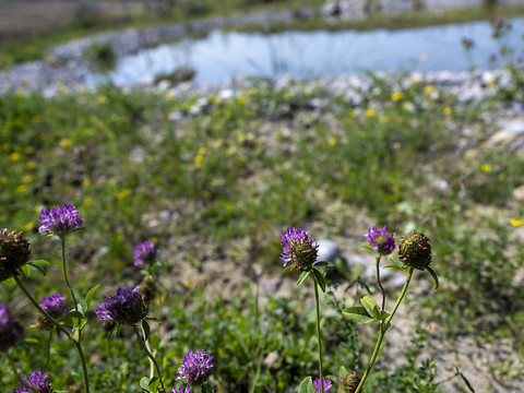 Nouvelles mesures pour préserver la biodiversité en Suisse