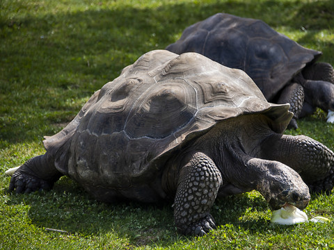 La carapace a limité l'évolution des tortues