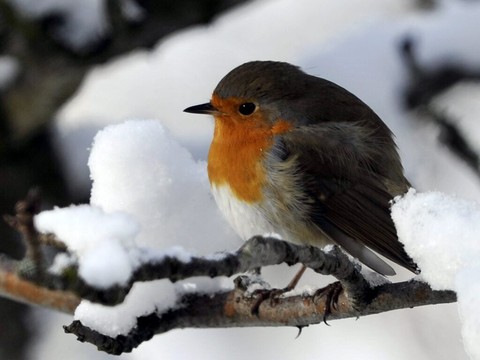 Le rouge-gorge élu oiseau de l'année 2025