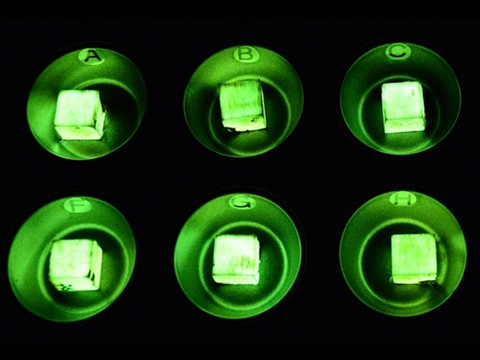 Empa: du bois luminescent grâce à un champignon