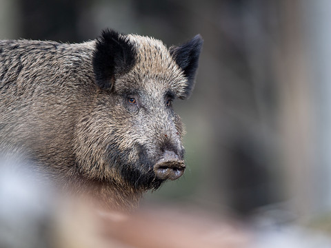 Réflexions sur la formation après la mort d'un chasseur sur Vaud