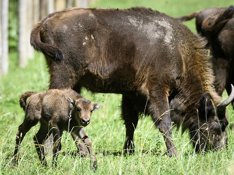 Bison terrassé par la Langue bleue à la Cellule d'élevage de Suchy