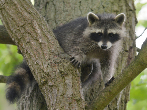 De plus en plus de ratons laveurs en région bâloise