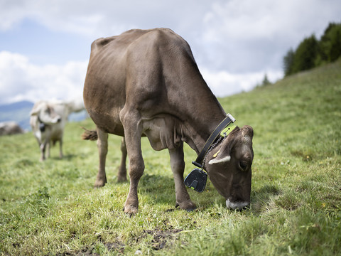 Pas de mesures provisionnelles pour des cloches de vache