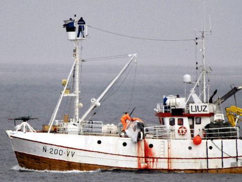 L'Islande autorise la chasse à la baleine jusqu'en 2029
