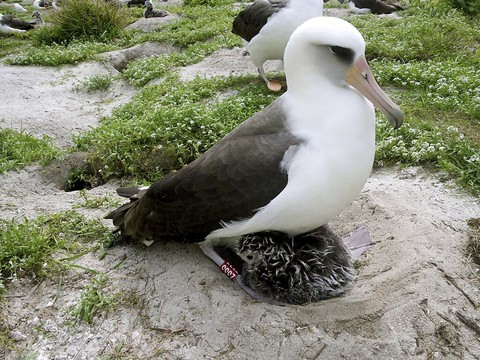 Une femelle albatros en passe de donner vie à 74 ans