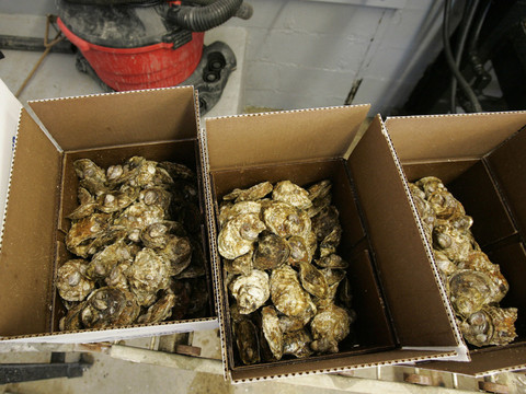 Fruits de mer: formation de composés d'arsenic toxiques