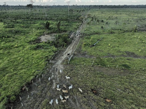 Taux d'homicide plus élevé en Amazonie qu'ailleurs au Brésil