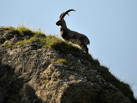 Les étrangers pourront à nouveau tuer les bouquetins en Valais