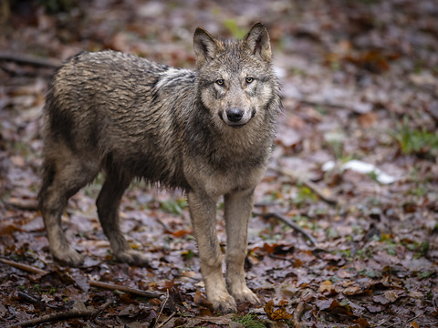 Le nombre de loups en France estimé à 1013 en 2024
