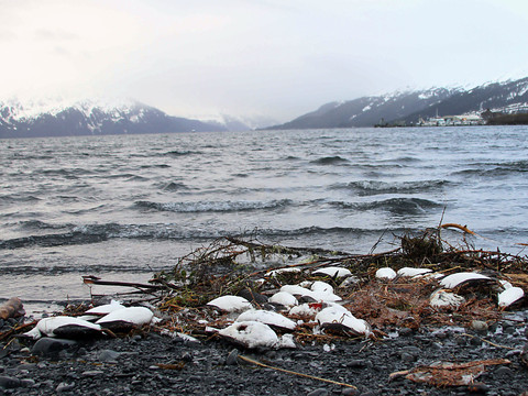 Alaska: une seule vague de chaleur a anéanti des millions d'oiseaux
