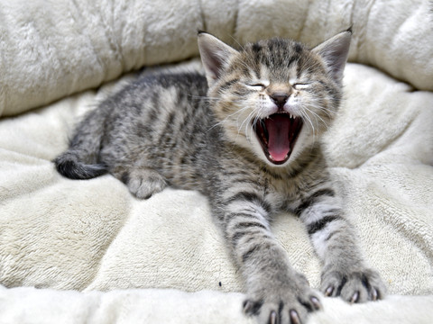 La Confédération examine l'obligation de pucer les chats