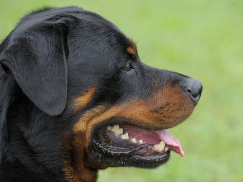 ZH Attaque d'un rottweiler: plaintes pénales contre la propriétaire