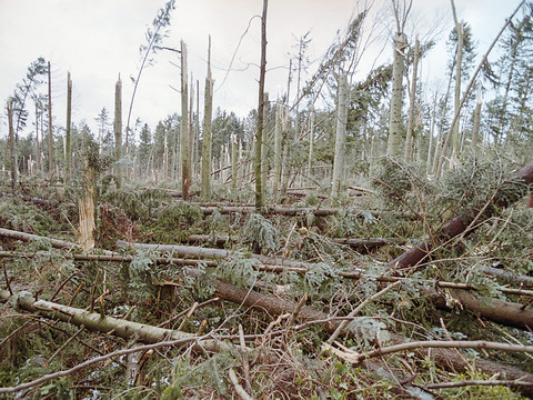 Il y a 25 ans, Lothar faisait des ravages dans les forêts suisses