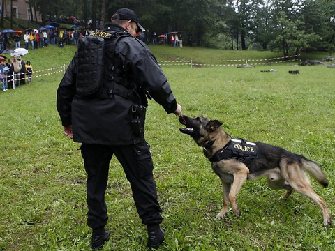 Un chien policier retrouve un fuyard endormi dans la forêt en Valais