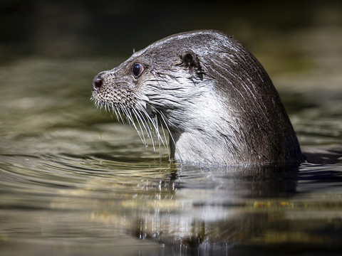 Les animaux gagnants et les perdants du WWF pour 2024