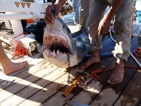 Un touriste tué, un autre blessé par un requin en mer Rouge