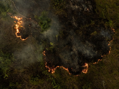 L'Amazonie brésilienne a connu en 2024 un nombre d'incendies record